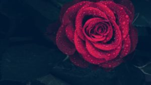 Gothic Hoodie almost dead rose