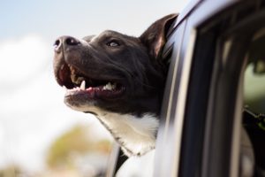 Autostoel voor honden