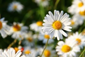 Witte kunstbloemen
