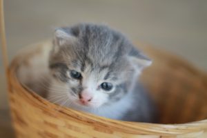 Dierenmand