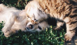 honden portemonnee