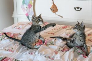 katten tunnel