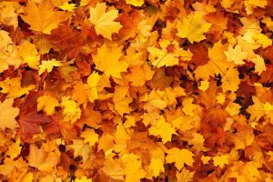 arme herfstjas