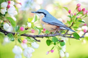 disney vogels