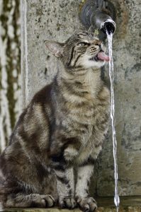 katten fontein