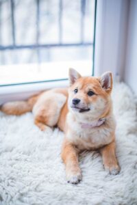 Grote honden speelgoed