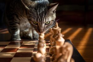 Katten speelgoed